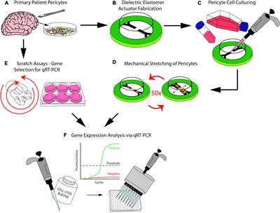 Analyzing pericytes under mild traumatic brain injury using 3D cultures and dielectric elastomer actuators